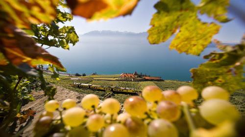 レマン湖畔のブドウ畑 （イメージ）写真：スイス政府観光局/Marcus Gyger