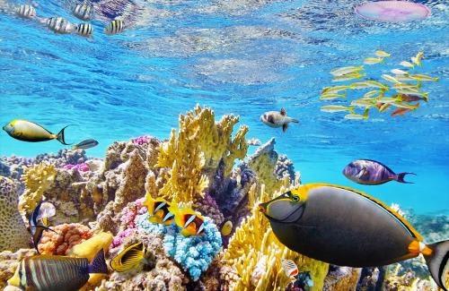 ≪シュノーケリングで珊瑚に集まる魚の群れもご覧いただけます≫