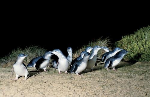 《フィリップ島ペンギンパレード》