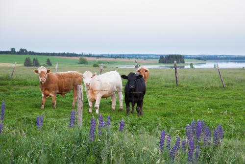 *のどかな風景が広がる　Tourism PEI / Carrie Gregory