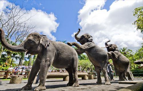 【エレファントサファリ】器用な象さんたちによるエレファントショー