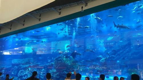 ギネスにも登録されたドバイ水族館（社員撮影）