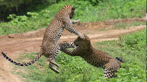 ヤーラ国立公園でジープサファリ/イメージ