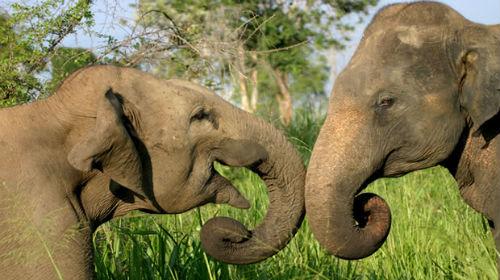 ヤーラ国立公園でジープサファリ/イメージ