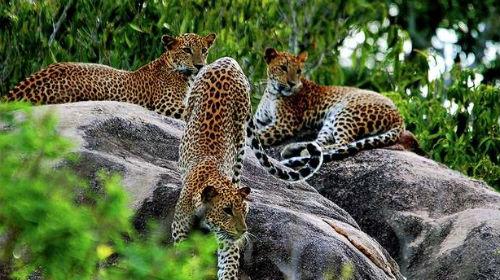 ヤーラ国立公園でジープサファリ/イメージ