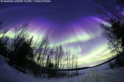 *(C)NANOOK AURORA TOURS/YOSHI OTSUKA