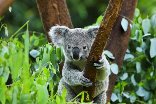 オーストラリアと言えばコアラ！可愛いコアラを記念撮影！