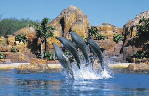 ≪《シーワールド》イルカのショーも開催しています！≫