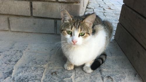 イスタンブールの街角のねこ/イメージ