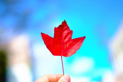 *カナダの国旗にもなっているメープルの葉