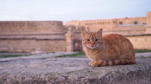 ネコの楽園　マルタ島（イメージ）