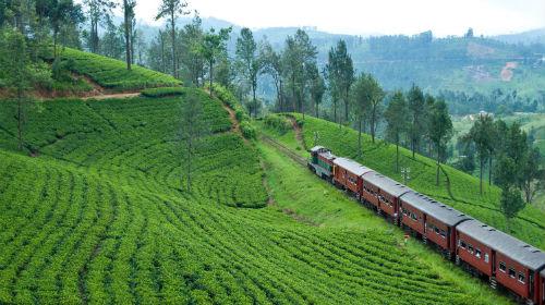 ≪Ceylon Tea Trails≫茶畑にはしる列車/イメージ